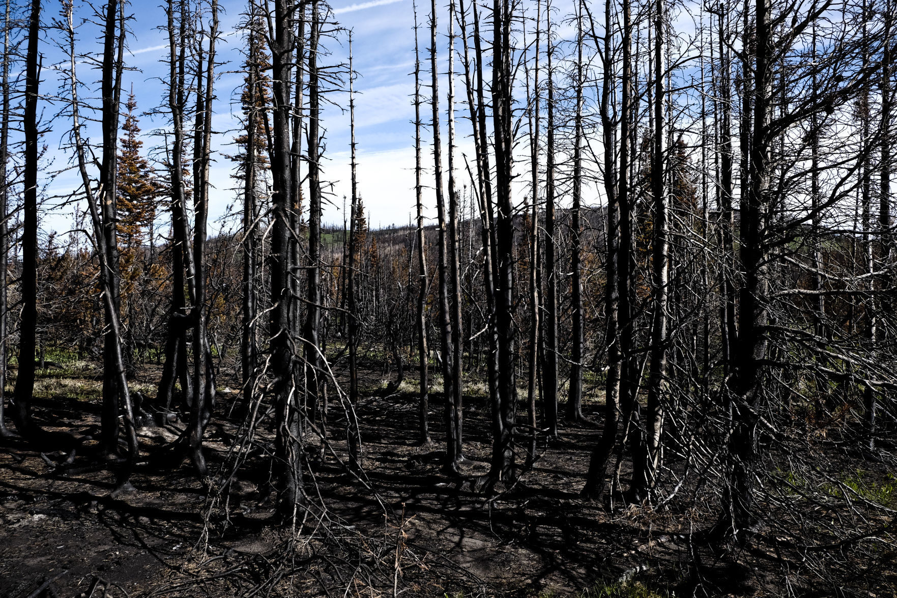 The Alice Creek Fire's effect